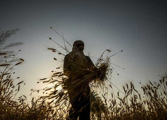 What Is The 'Farm Sector Bill' That Passed In LS, Why Is It Being Opposed?