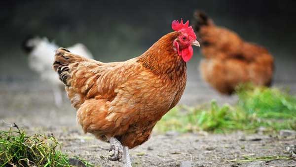 Shameful! 37yo man had sex with a chicken while wife filmed sick display