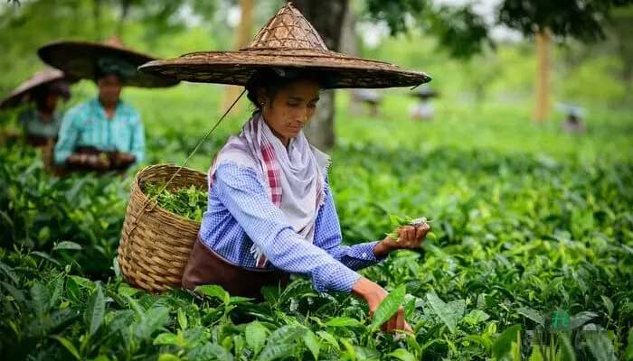 This special tea of Assam is sold for Rs 75000 per kg, know everything about it
