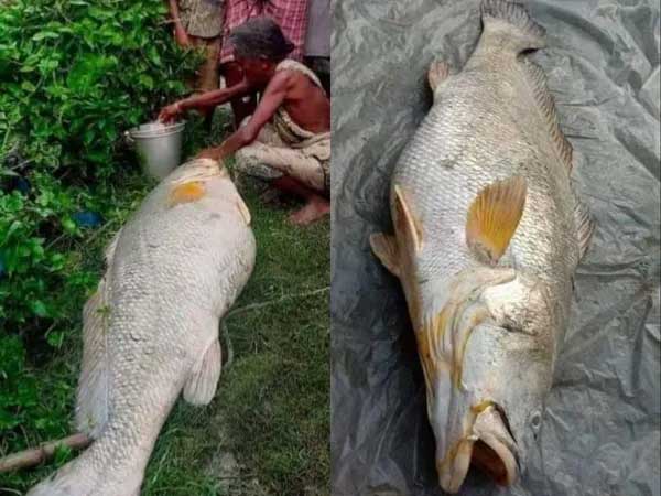 Jackpot! WB Woman Caught 52-kg Fish From River, Sold For Rs 3 Lakh