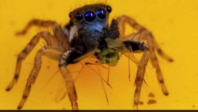 Australian Woman Discovers New Species Of Spider With 8 Blue Eyes, Photos Viral