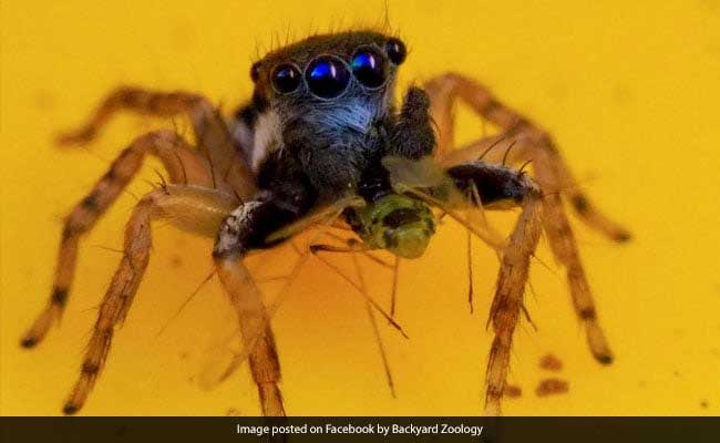 Australian Woman Discovers New Species Of Spider With 8 Blue Eyes, Photos Viral