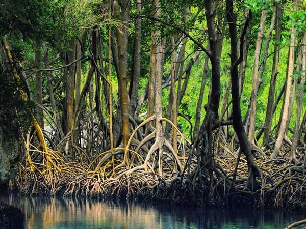 Maharashtra Becomes 1st State In India To Create A Wood Anatomical Database Of Mangrove Tree Species