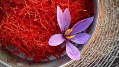 Pilot Project : Smell of Saffron spreads from Kashmir to Northeast, Trials to farm Saffron successful