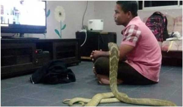 This man gets married to a Cobra snake after his girlfriend died