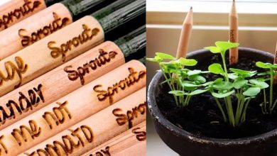 Brilliant! Surat forest department makes a pencil that can grow into a plant after use