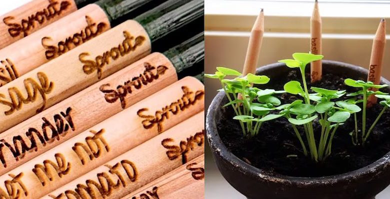 Brilliant! Surat forest department makes a pencil that can grow into a plant after use