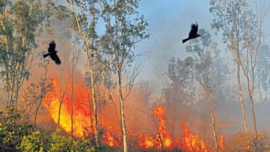 Wildfire in Dzüko Range forests on Manipur-Nagaland border, CM Biren Singh sought help from NDRF and Army]