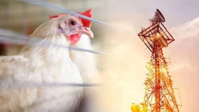 FACT CHECK : Is it true that birds are dying due to Jio 5G testing?