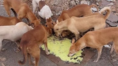 नागपुर के रंजीत नाथ COVID19 के बीच 190 आवारा कुत्तों को खिलाया खाना