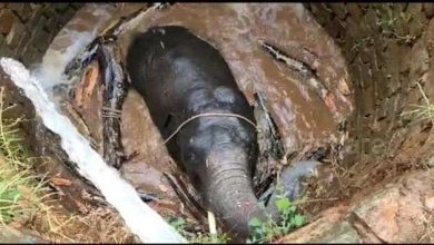 कीचड़ से भरे गड्ढे में फंसे हाथी वन विभाग के अधिकारियों द्वारा निकाला गया बहार - video