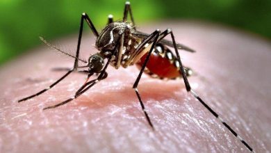 Corona संकट के बीच अब Zika Virus का डर! केरल में मिला जीका वायरस का पहला केस