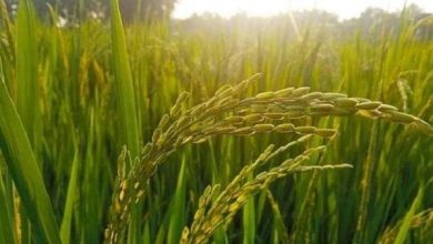 चीन में हो रही है चांद से लाए चावलों की खेती,जानिए कैसा रहा रिजल्ट
