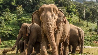 World Elephant Day 2021: जानिए हाथियों के बारे में रोचक बातें
