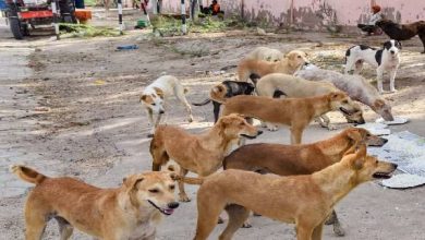 क्रूरता! कर्नाटक में 150 कुत्तों को जिंदा दफनाया