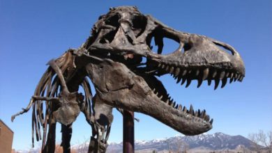 जीवाश्मों का 150 मिलियन वर्ष पहले घूमने वाले डायनासोर पर दिलचस्प विवरण