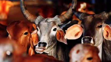 संस्कृति और आस्था का प्रतिक "गाय " को राष्ट्रीय पशु घोषित किया जाए : इलाहाबाद हाई कोर्ट की टिप्पणी