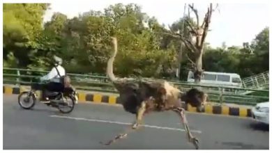 लाहौर के हाईवे पर भागता हुआ दिखा शुतुरमुर्ग, आप भी देखे वीडियो