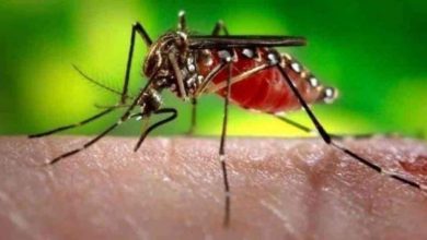 डेंगू से लड़ने के लिए वैज्ञानिकों ने बनाए 'अच्छे' मच्छर!