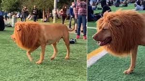viral video : पार्क में अचानक आ गया शेर, लोगों में हुई भागदौड.....फिर हुआ कुछ ऐसा..