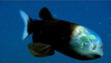 समुद्र के अंदर दिखी हरी आंखों वाली मछली, आप भी देखकर हो जायेंगे शॉक्ड
