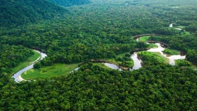 27 दिनों बाद दो लापता बच्चे अमेज़न के घने जंगल से मिले