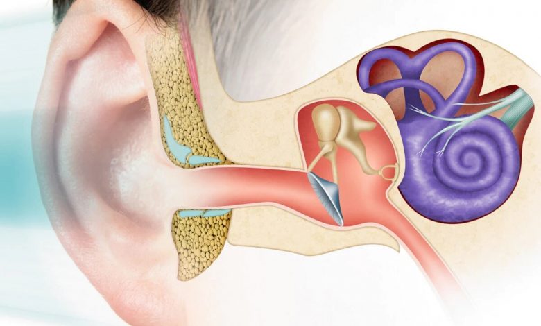 मीनपंख से विकसित हुआ था इंसान का मध्य कान