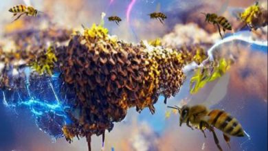 मधुमक्खियों झुंड में वायुमंडलीय विद्युत आवेश उत्पन्न कर सकते हैं और मौसम को संभावित रूप से बदल सकती हैं