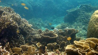 वैज्ञानिकों को प्रवाल भित्तियों को बेहतर समझने में मदद करता है केंद्रीकृत डेटाबेस-जानें